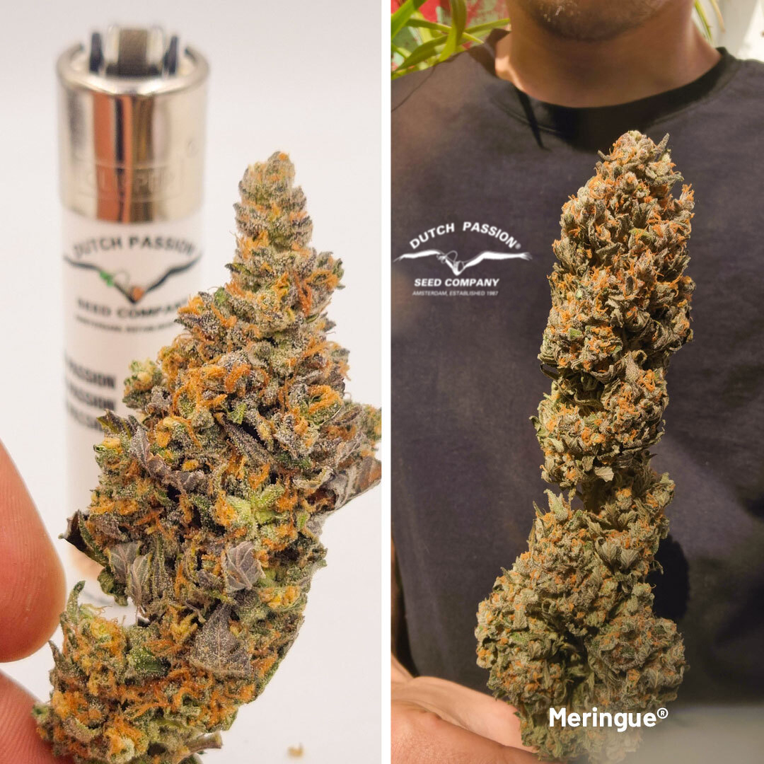 Meringue-the-super-sweet-cannabis-variety-dried-flower-buds
